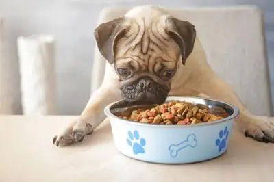 Thức Ăn Cho Chó Pug Từ Tôm Các Loại Trứng