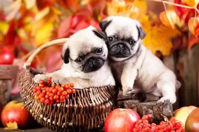 Thức Ăn Cho Chó Pug Từ Các Loại Hạt