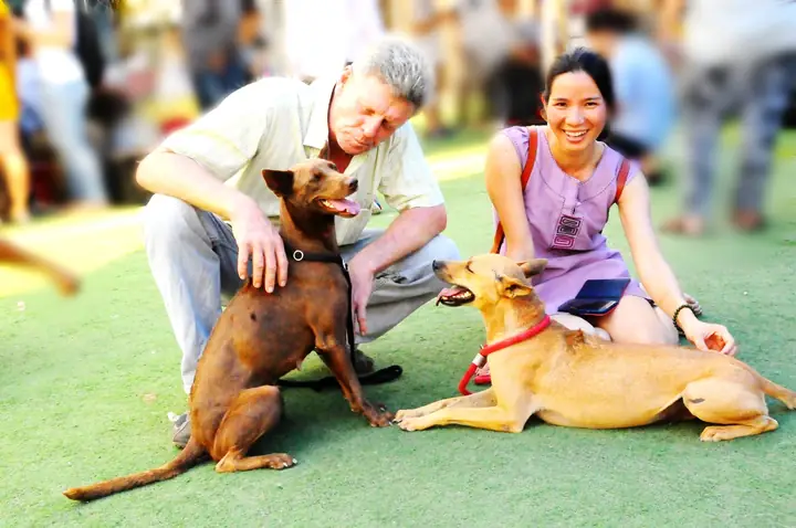 Lý Do Chọn Thức Ăn Công Nghiệp Cho Chó Cưng - Ảnh 1.