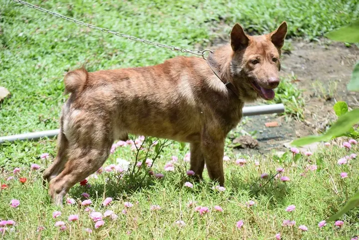 Lý Do Chọn Thức Ăn Công Nghiệp Cho Chó Cưng - Ảnh 2. Lý Do Chọn Thức Ăn Công Nghiệp Cho Chó Cưng - Ảnh 2.
