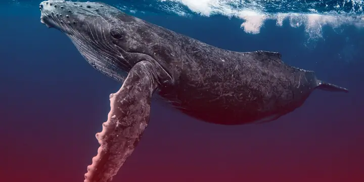 Cá Voi Xanh: Sức Mạnh Của Tĩnh Lặng Và Bền Bỉ