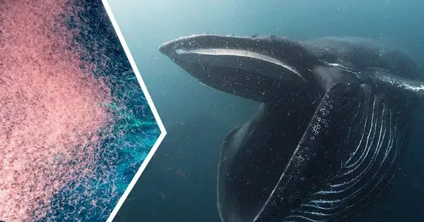 Tại Sao Cá Voi Xanh Thích Ăn Cá Và Tôm Nhỏ?