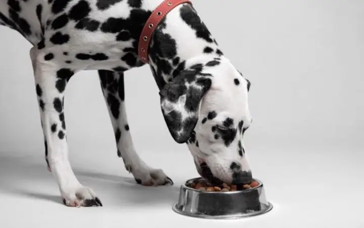 Thức Ăn Của Chó Đốm