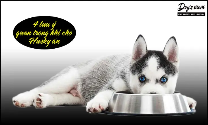 Những Lưu Ý Quan Trọng Trong Việc Cho Chó Husky Ăn