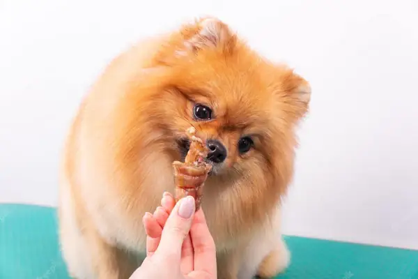 Vì Sao Chó Phốc Sóc Cần Có Thức Ăn Hạt Riêng?