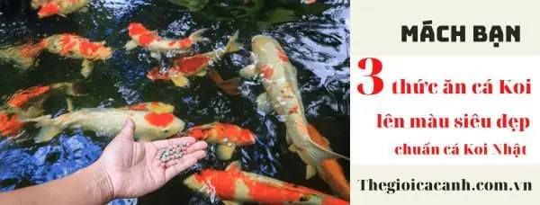 Mách Bạn 3 Loại Thức Ăn Cho Cá Koi Lên Màu Siêu Đẹp Như Cá Koi Nhật Mách Bạn 3 Loại Thức Ăn Cho Cá Koi Lên Màu Siêu Đẹp Như Cá Koi Nhật