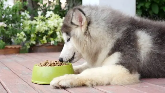 Không Nên Cho Chó Alaska Ăn Gì? Không Nên Cho Chó Alaska Ăn Gì?