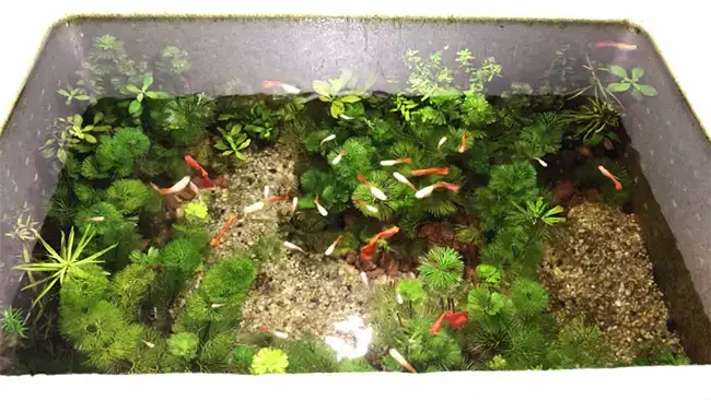 Lợi Ích Không Ngờ Khi Sử Dụng Thùng Mút Xốp Nuôi Cá