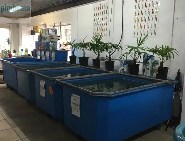 Tank Nhựa Nuôi Cá Là Gì?