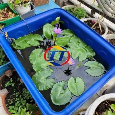 Hướng Dẫn Chi Tiết Sử Dụng Thùng Nhựa Nuôi Cá Tại Tphcm
