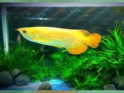 Cách Đánh Đèn Cho Cá Rồng Khỏe Mạnh, Lên Màu