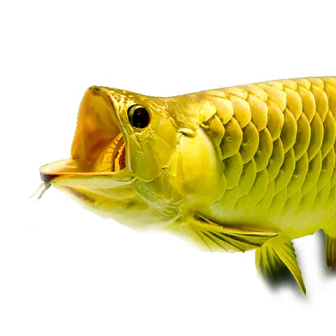 Pom Cá Rồng Là Gì? Cách Lên Màu Cho Cá Rồng Bằng Kỹ Thuật Pom ...