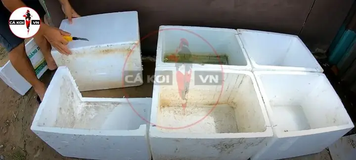 Cách Làm Hồ Cá Koi Bằng Thùng Xốp