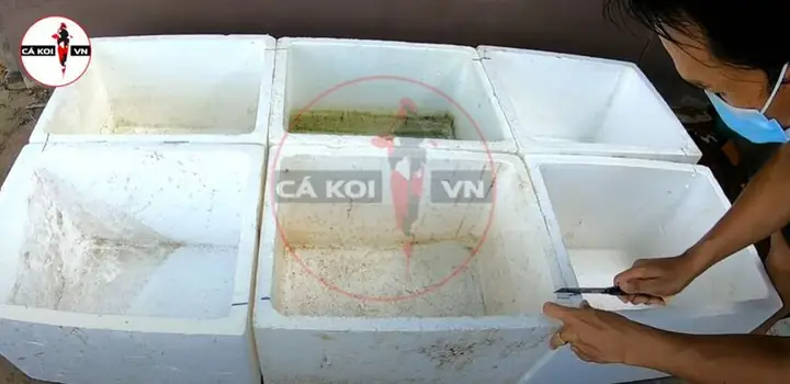 Cách Làm Hồ Cá Koi Bằng Thùng Xốp