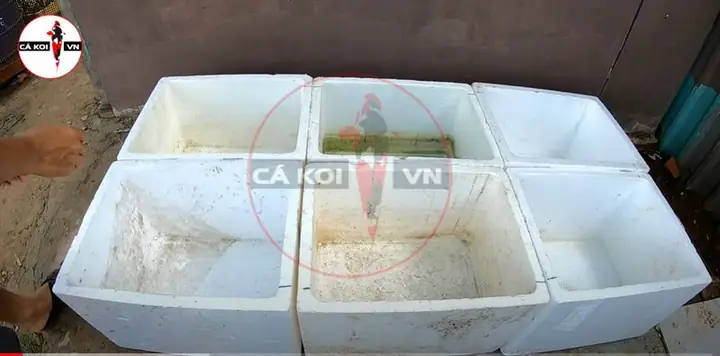 Cách Làm Hồ Cá Koi Bằng Thùng Xốp