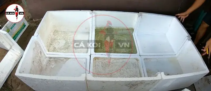 Cách Làm Hồ Cá Koi Bằng Thùng Xốp