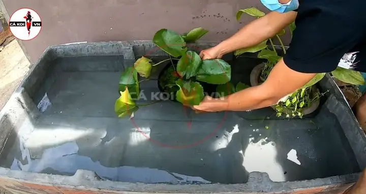 Cách Làm Hồ Cá Koi Bằng Thùng Xốp
