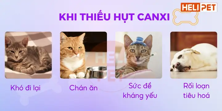 Thông Tin Viên Bổ Sung Canxi Cho Chó Mèo Dr.vet