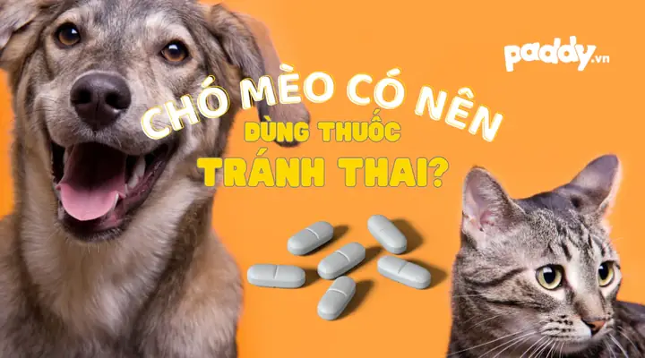 Thuốc Chích Cho Chó Lên Giống Thuốc Chích Cho Chó Lên Giống