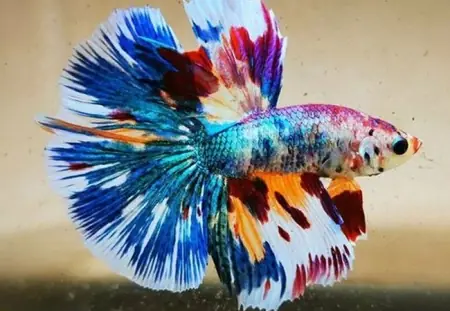 Thuốc Trị Bệnh Nấm Cho Cá Betta - Vi Sinh Cá Cảnh Aquarium Care Thuốc Trị Bệnh Nấm Cho Cá Betta - Vi Sinh Cá Cảnh Aquarium Care