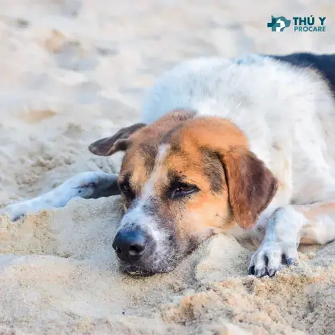 Chẩn Đoán Và Vai Trò Quan Trọng Của Bác Sĩ Thú Y