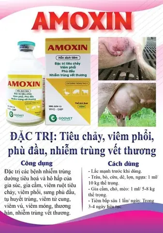 Thuốc Đặc Trị Viêm Phổi Cho Chó: Phác Đồ Toàn Diện Từ Chuyên Gia