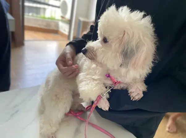 Một Số Nguyên Nhân Khiến Chó Bị Đau Bụng