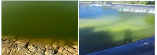 Tảo Xanh Trong Ao Tôm