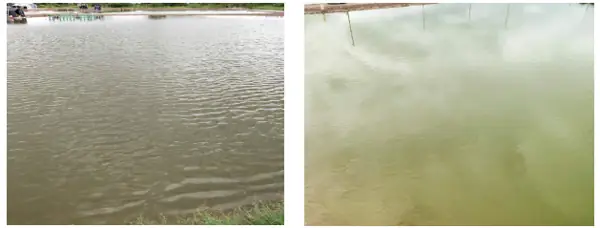 Cách Diệt Tảo Xanh Ao Nuôi Tôm Bằng Sử Dụng Chế Phẩm Sinh Học Để Cắt Tảo