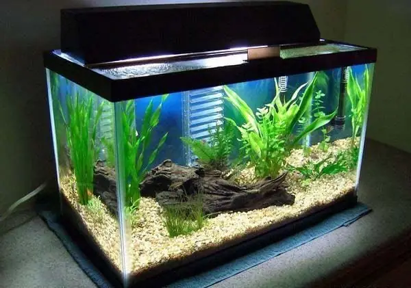 Mẹo Phòng Ngừa Bể Cá Cảnh Bị Tanh Và Bốc Mùi Hôi Mẹo Phòng Ngừa Bể Cá Cảnh Bị Tanh Và Bốc Mùi Hôi