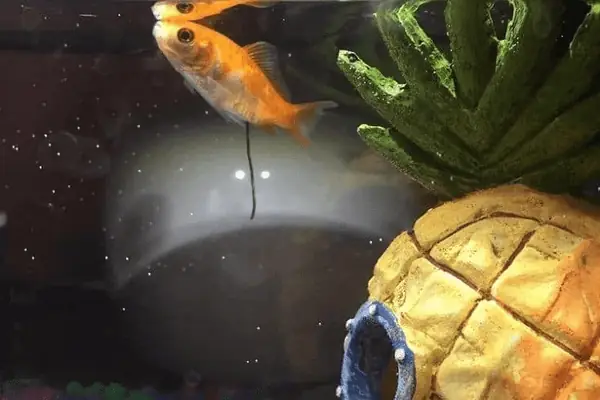 Tảo Phát Triển Quá Mức Tảo Phát Triển Quá Mức