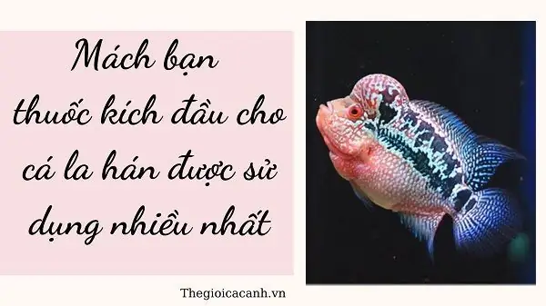 Mách Bạn Thuốc Kích Đầu Cho Cá La Hán Được Sử Dụng Nhiều Nhất