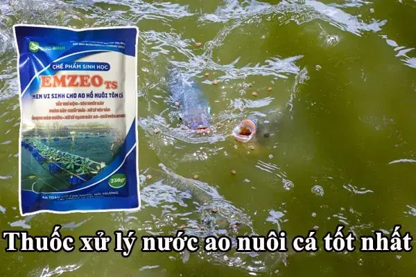 Khám Phá Các Loại Thuốc Làm Sạch Nước Hồ Cá Hiệu Quả Hiện Nay Khám Phá Các Loại Thuốc Làm Sạch Nước Hồ Cá Hiệu Quả Hiện Nay