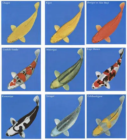 Thức Ăn Cho Cá Chép Koi Lên Màu Chứa Thành Phần Nào?