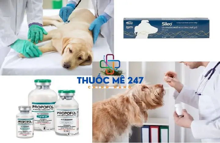 Thuốc Mê Dành Cho Chó: Hướng Dẫn Đầy Đủ, An Toàn & Khoa Học Từ Chuyên Gia Thuốc Mê Dành Cho Chó: Hướng Dẫn Đầy Đủ, An Toàn & Khoa Học Từ Chuyên Gia
