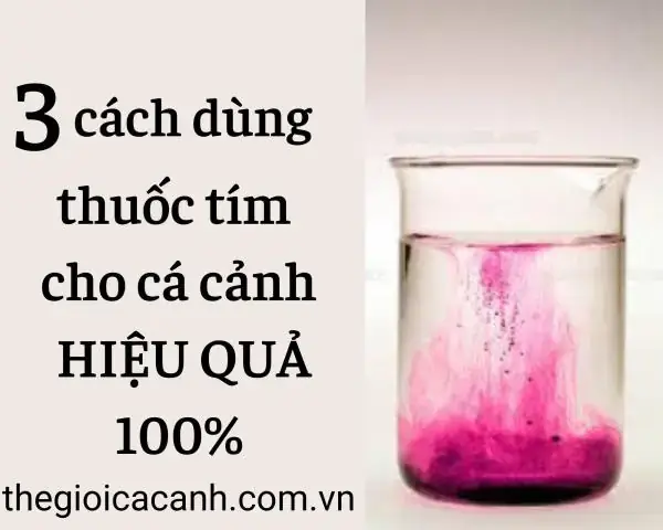 Bệnh Đốm Đỏ, Xù Vảy (giai Đoạn Đầu)
