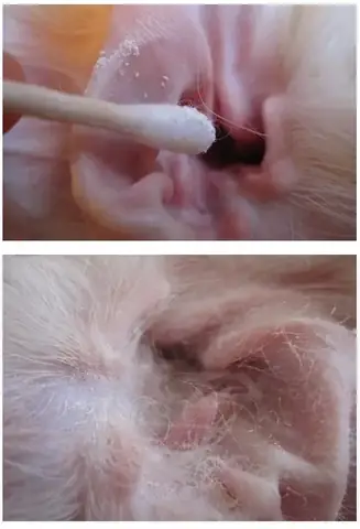 Các Giống Chó Phải Nhổ Lông Tai Thường Xuyên