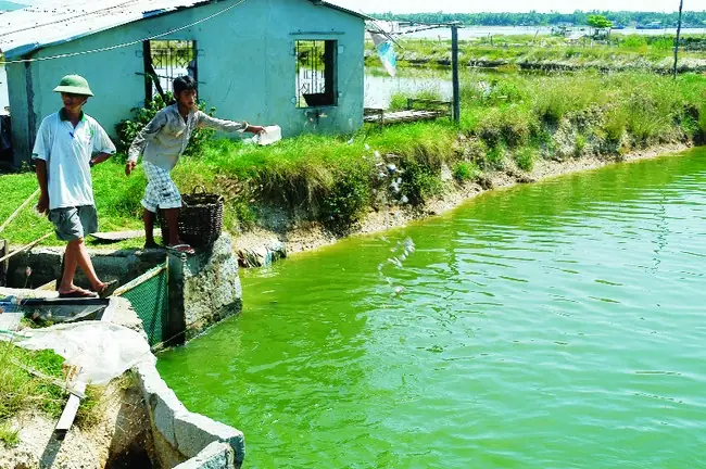 Thuốc Phòng Trị Bệnh Cho Cá