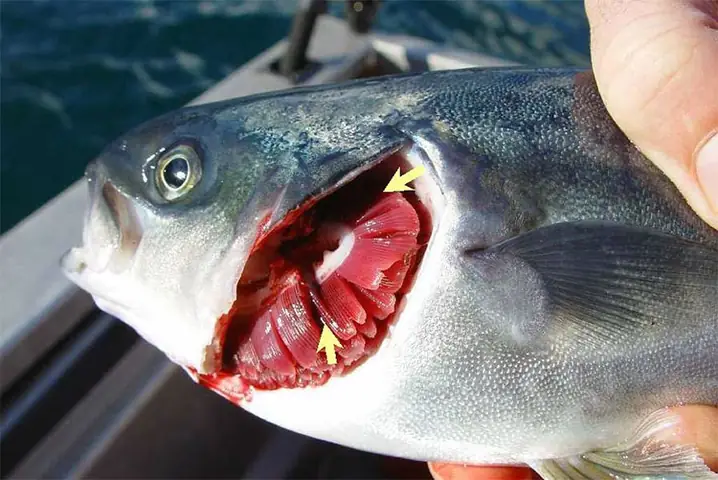 Điều Trị Bệnh Ký Sinh Trùng Trên Cá Bằng Praziquantel – Tạp Chí Thủy ...