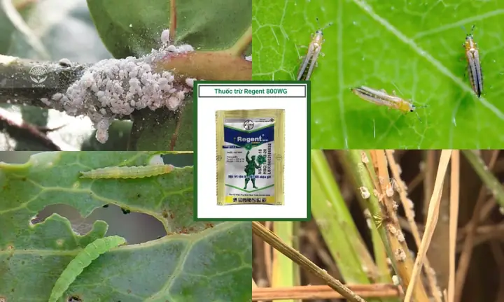 Thuốc Regent Trị Ve Chó