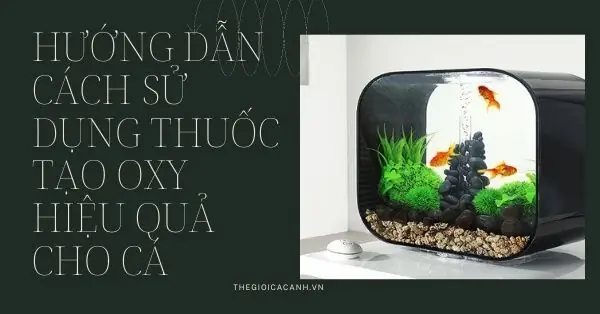 Hướng Dẫn Cách Sử Dụng Thuốc Tạo Oxy Hiệu Quả Cho Cá Hướng Dẫn Cách Sử Dụng Thuốc Tạo Oxy Hiệu Quả Cho Cá