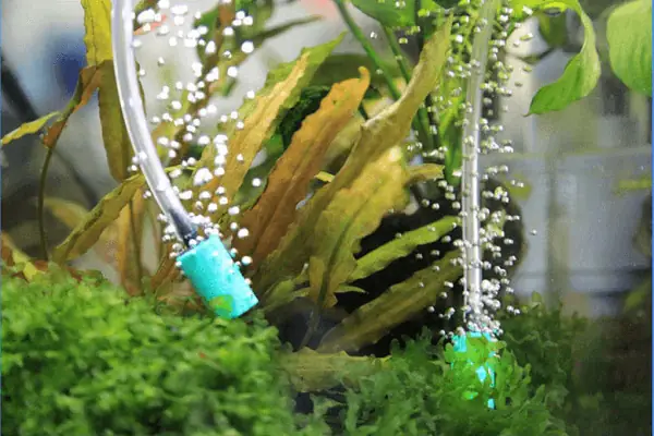 Tạo Oxy Cho Bể Cá Tạo Oxy Cho Bể Cá