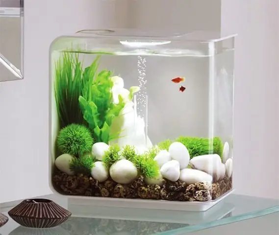 Sử Dụng Thuốc Tạo Oxy Cho Cá Sử Dụng Thuốc Tạo Oxy Cho Cá