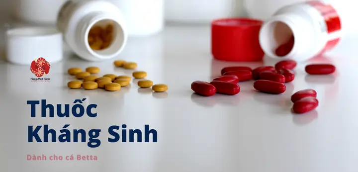 Thuốc Tetracyclin Cho Cá Betta