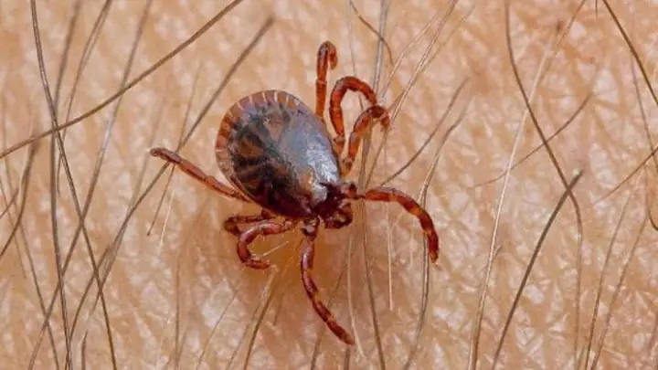 1ve Chó Là Gì? Ve Chó (bọ Chó) Từ Đâu Ra?