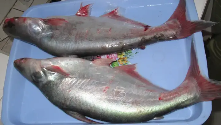 Hướng Dẫn Chi Tiết Cách Phòng Bệnh Cho Cá Bằng Thuốc Tiên Đắc