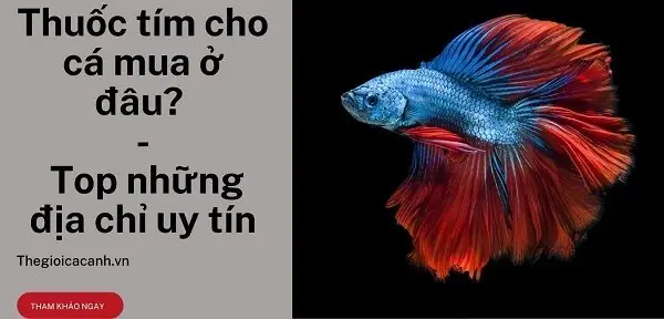 Thuốc Tím Cho Cá Mua Ở Đâu - Top Những Địa Chỉ Uy Tín
