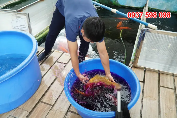 Cách Dùng Thuốc Tím Tắm Cho Cá Trước Khi Thả Xuống Hồ