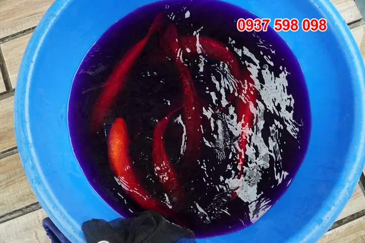 Cách Dùng Thuốc Tím Tắm Cho Cá Trước Khi Thả Xuống Hồ