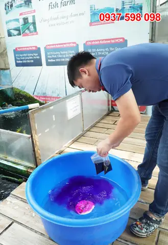 Cách Dùng Thuốc Tím Tắm Cho Cá Trước Khi Thả Xuống Hồ